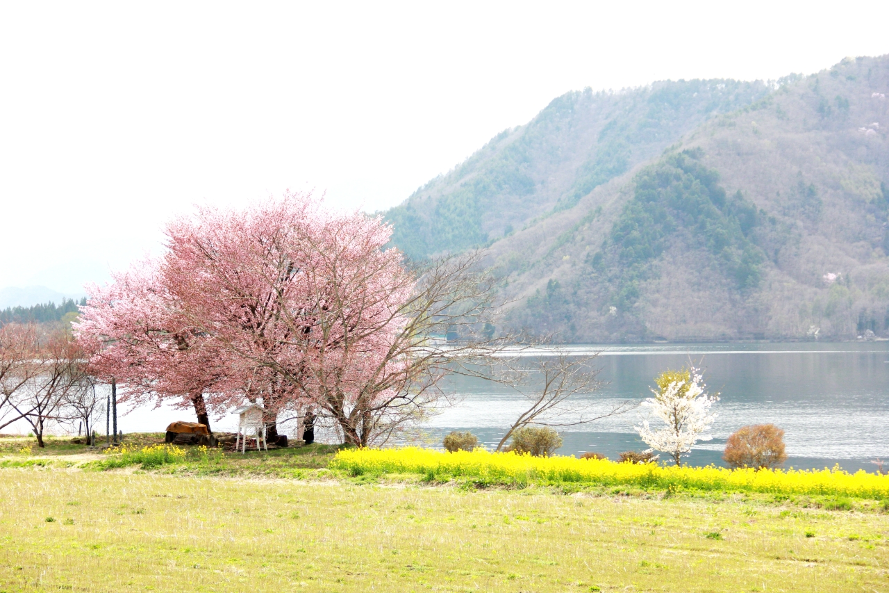 木崎湖畔の桜