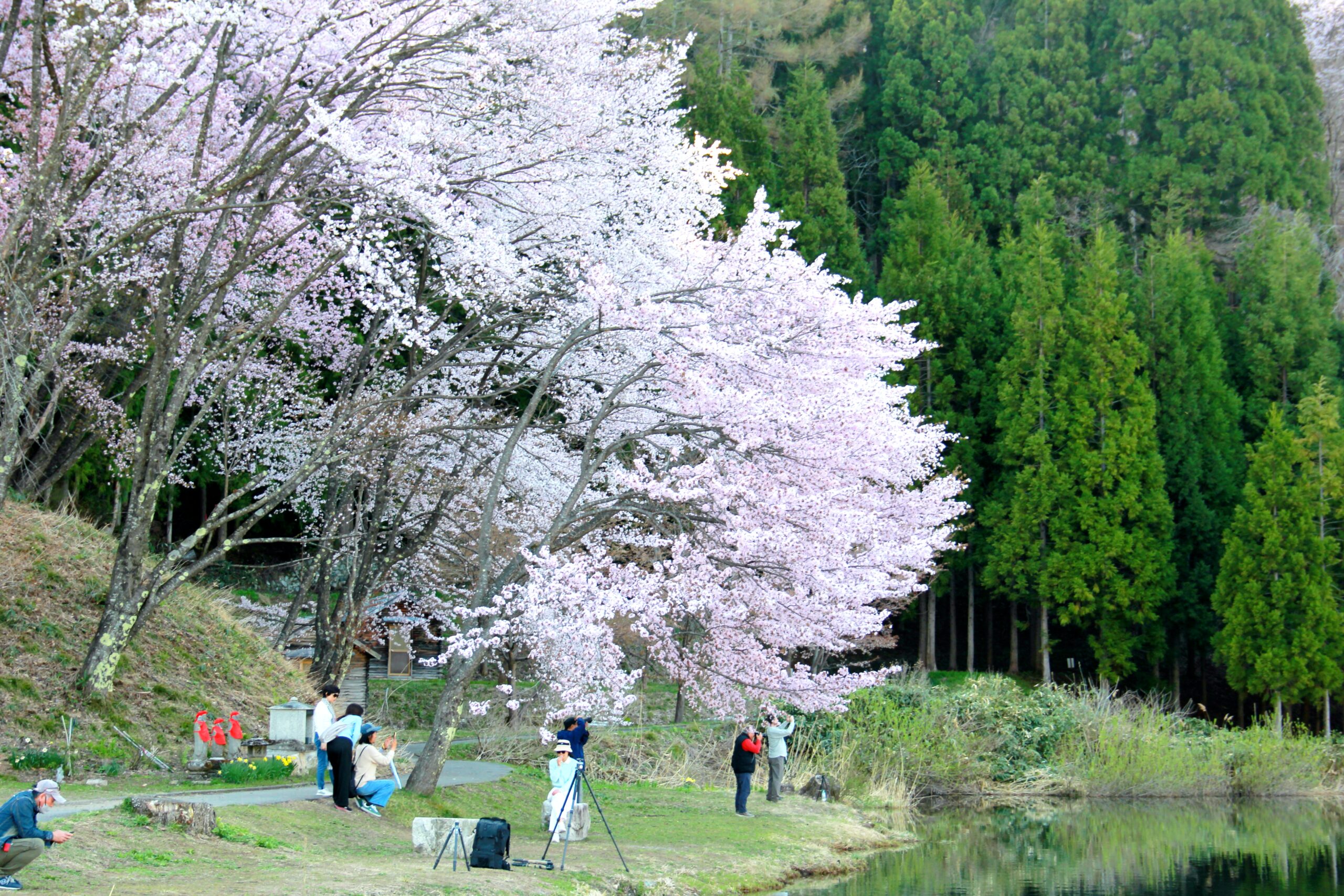 中綱湖のオオヤマザクラ 
